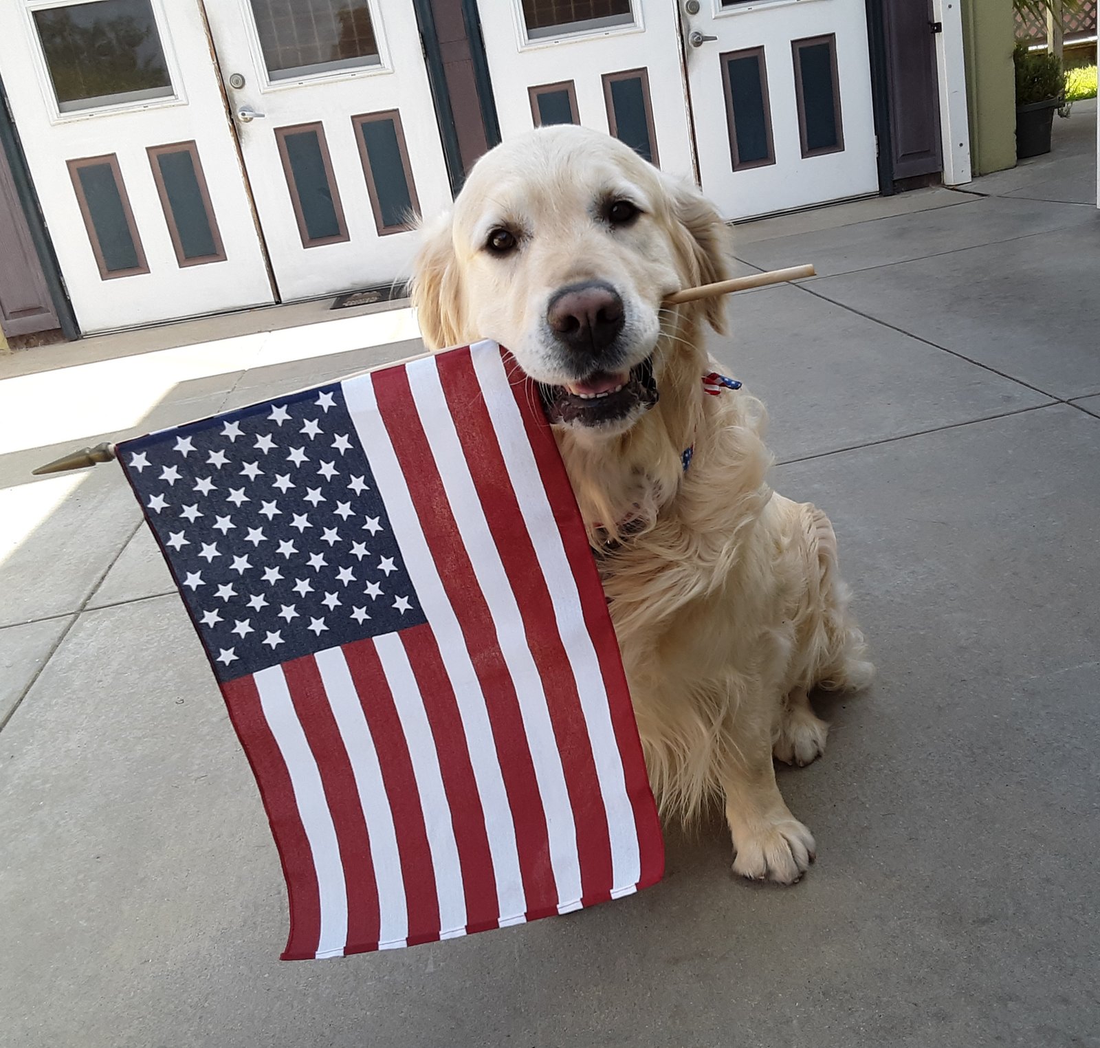 Patriotic dog holding American Flag