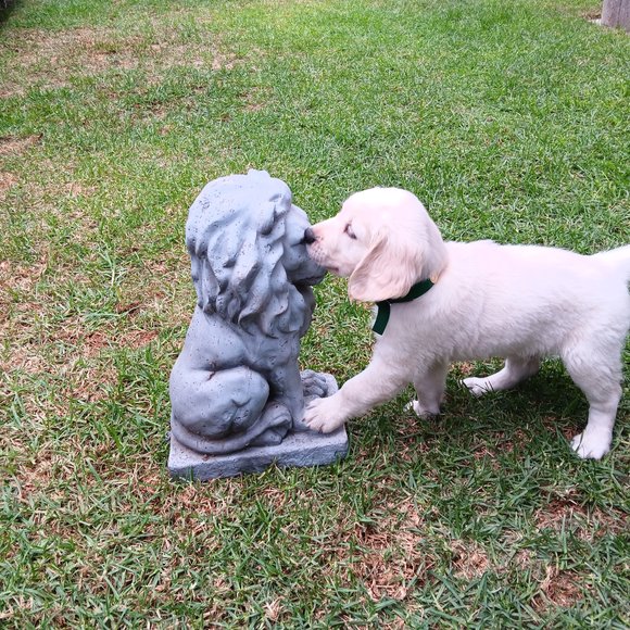Abe 8 weeks