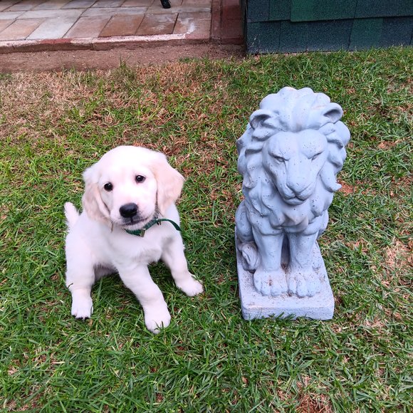 Abe 8 weeks