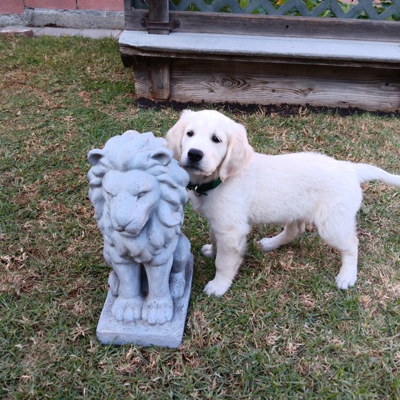 Abe 10 weeks