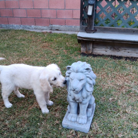 Abe 10 weeks