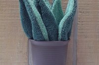 Smudge Plant Mixed Green