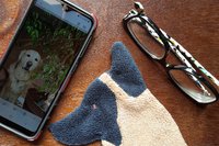 Smudge Dog with phone and glasses. Two of the items it can clean