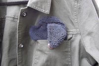 Smudge dog peeking out of the pocket of a jean jacket