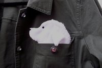 Smudge Dog peeking out of a pocket of a jean jacket.