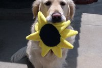 Smudge Flower Large Sunflower Microfiber Covert Cleaning Cloth