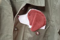 Smudge dog peeking out of the pocket of a jean jacket
