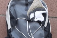 Smudge dog attached to backpack with elastic loop.