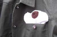 Smudge dog peeking out of the pocket of a jean jacket