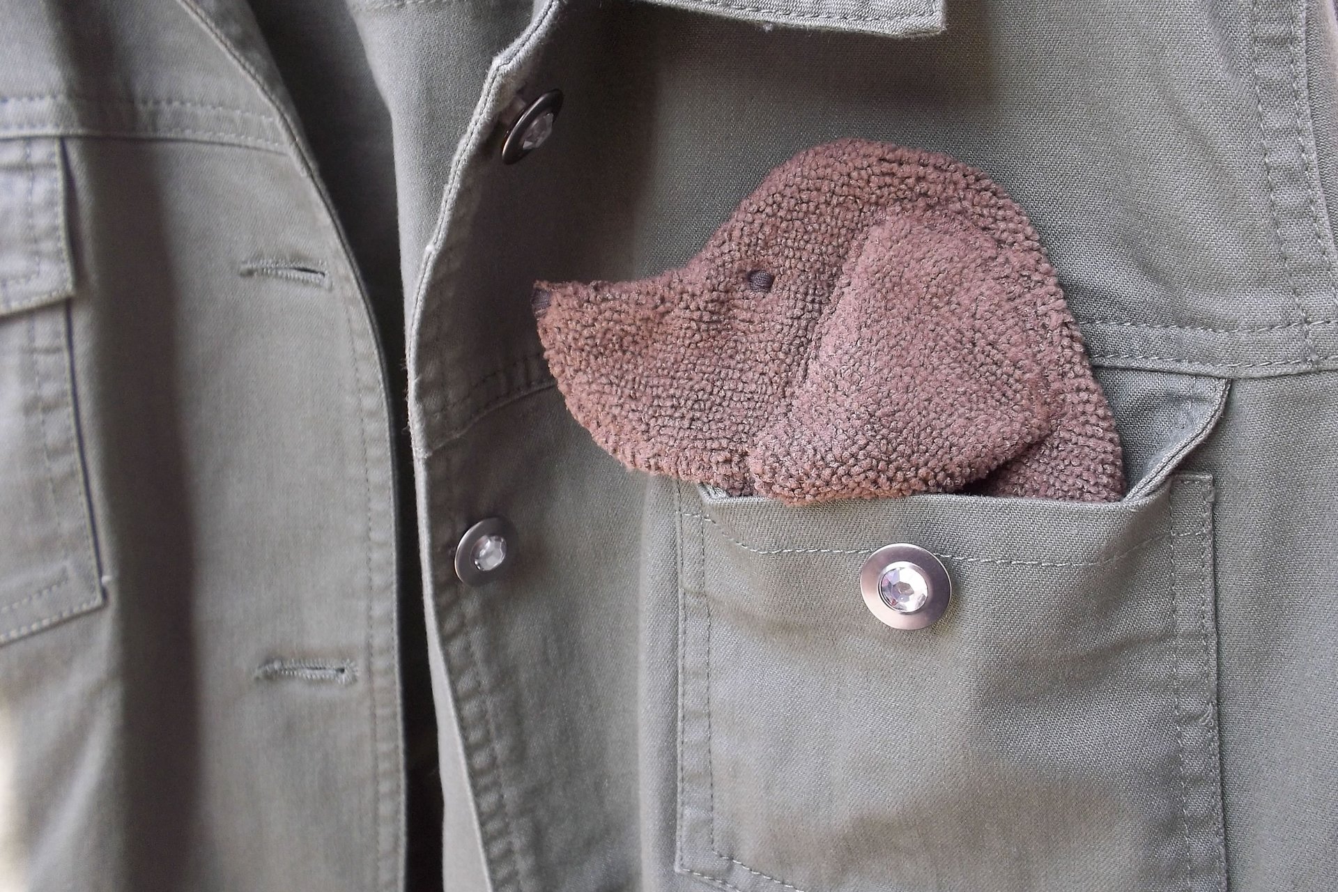 Smudge Dog peeking out of a pocket of a jean jacket.