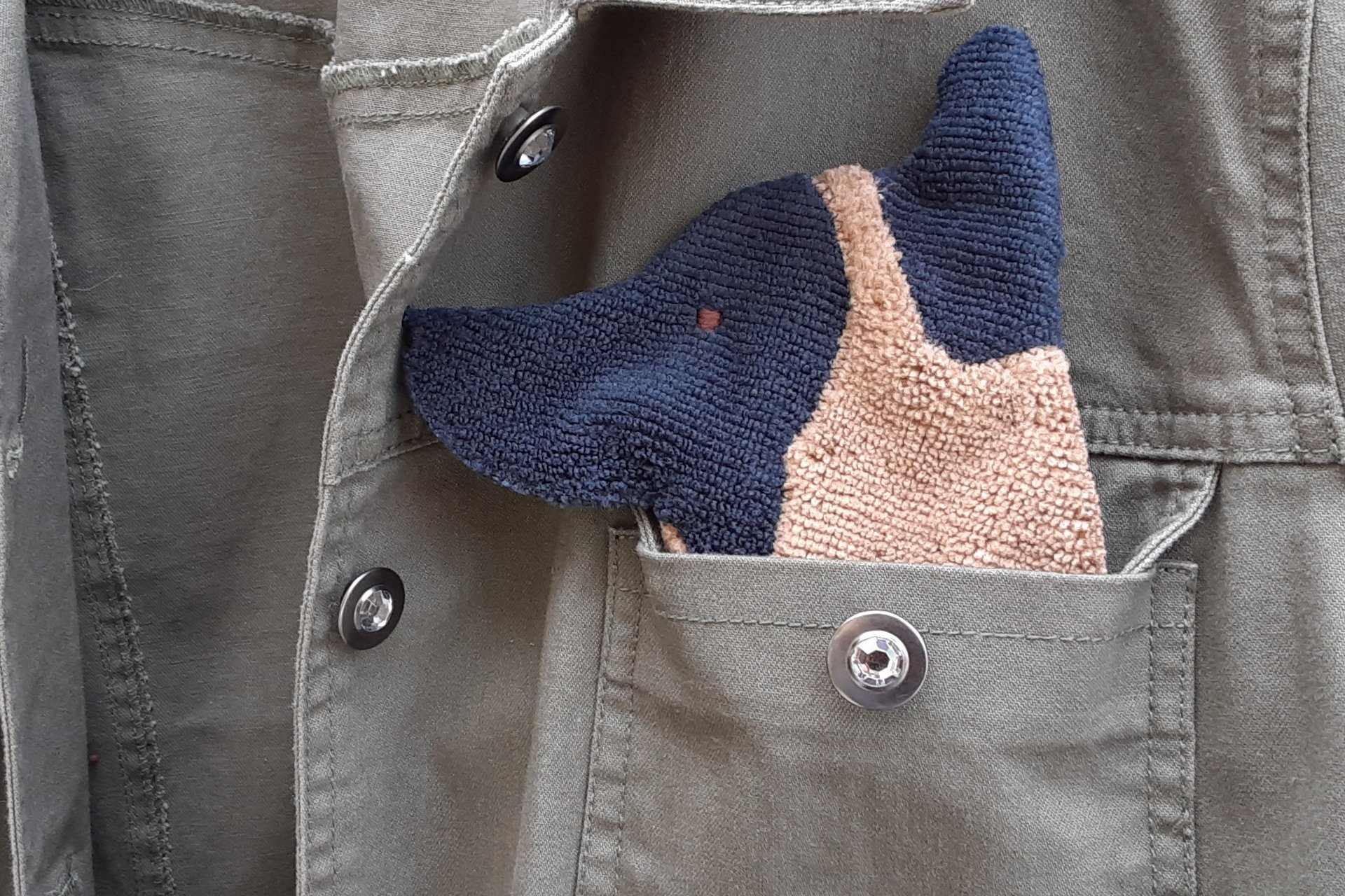 Smudge Dog peeking out of the chest pocket of a jean jacket.