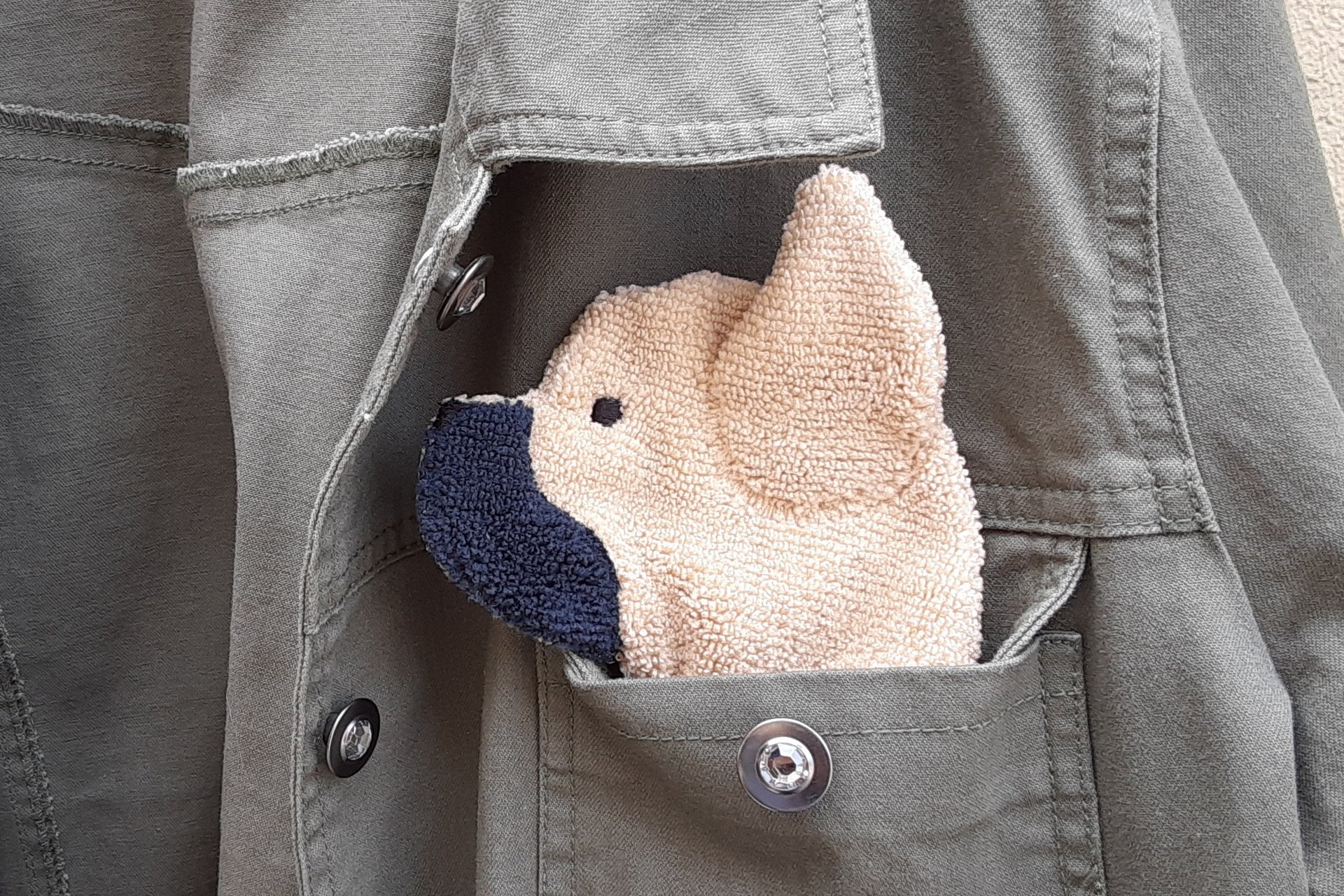 Frenchi peeking out of the chest pocket of a jean jacket.