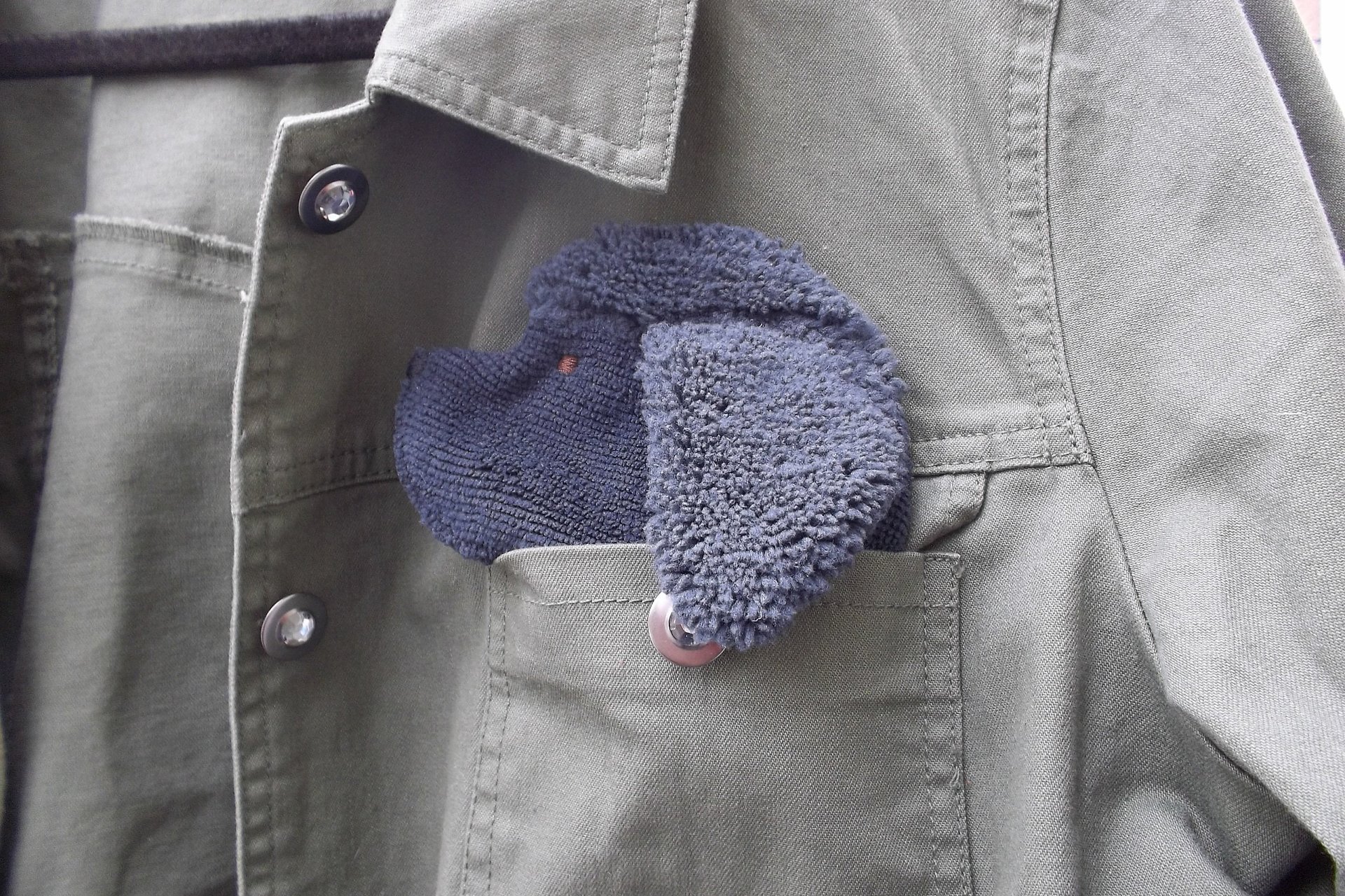 Smudge dog peeking out of the pocket of a jean jacket