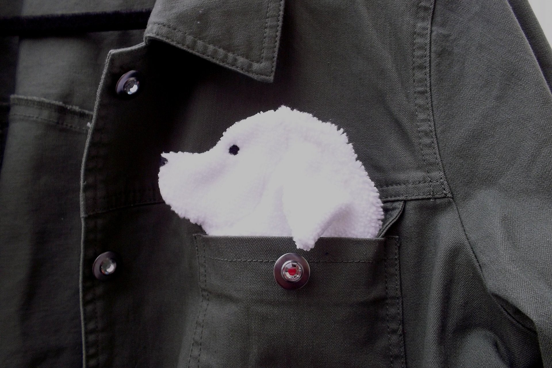 Smudge Dog peeking out of a pocket of a jean jacket.