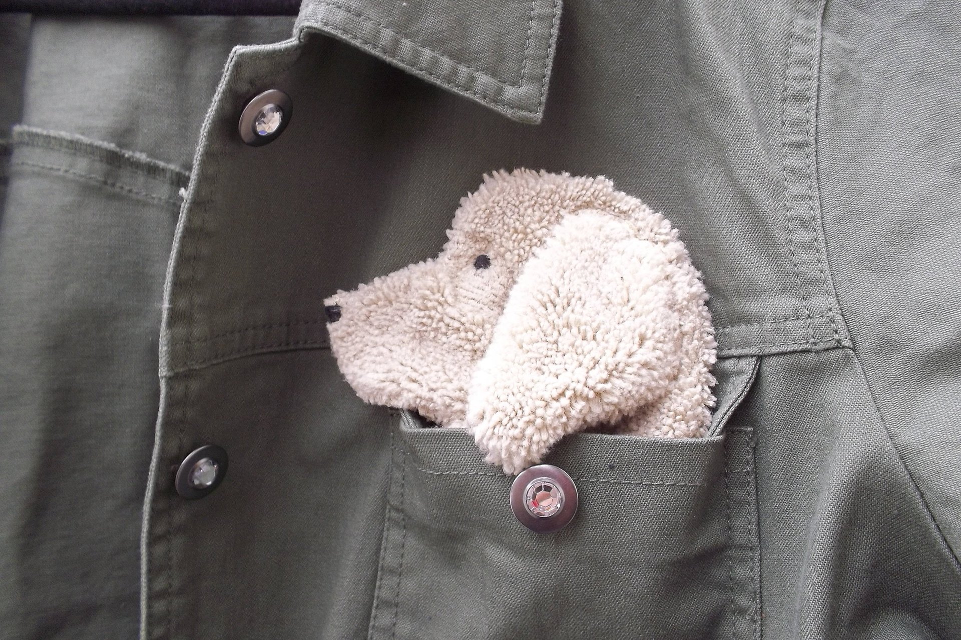 Smudge Dog peeking out of jean jacket pocket