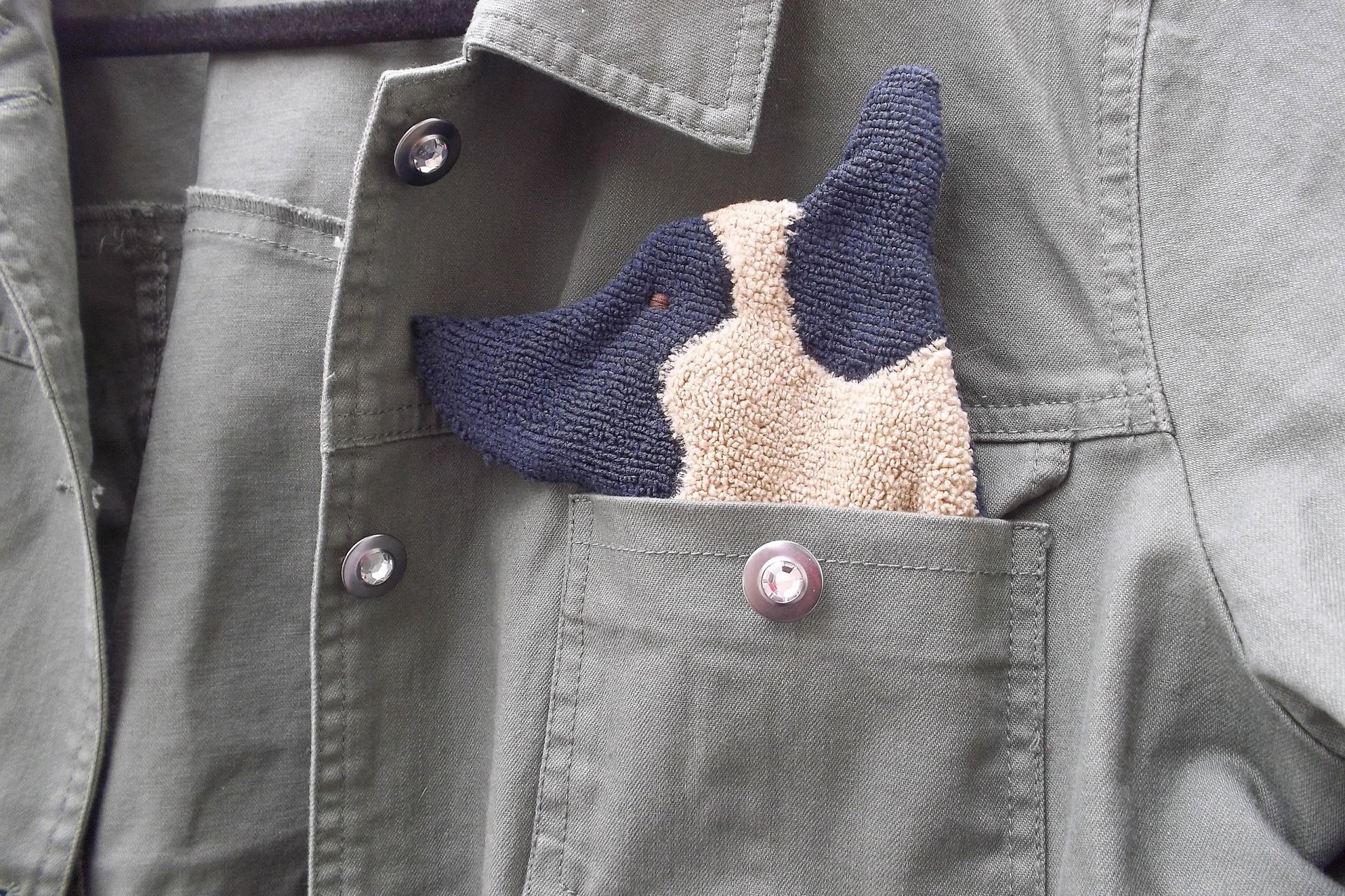 Smudge Dog peeking out of jean jacket pocket