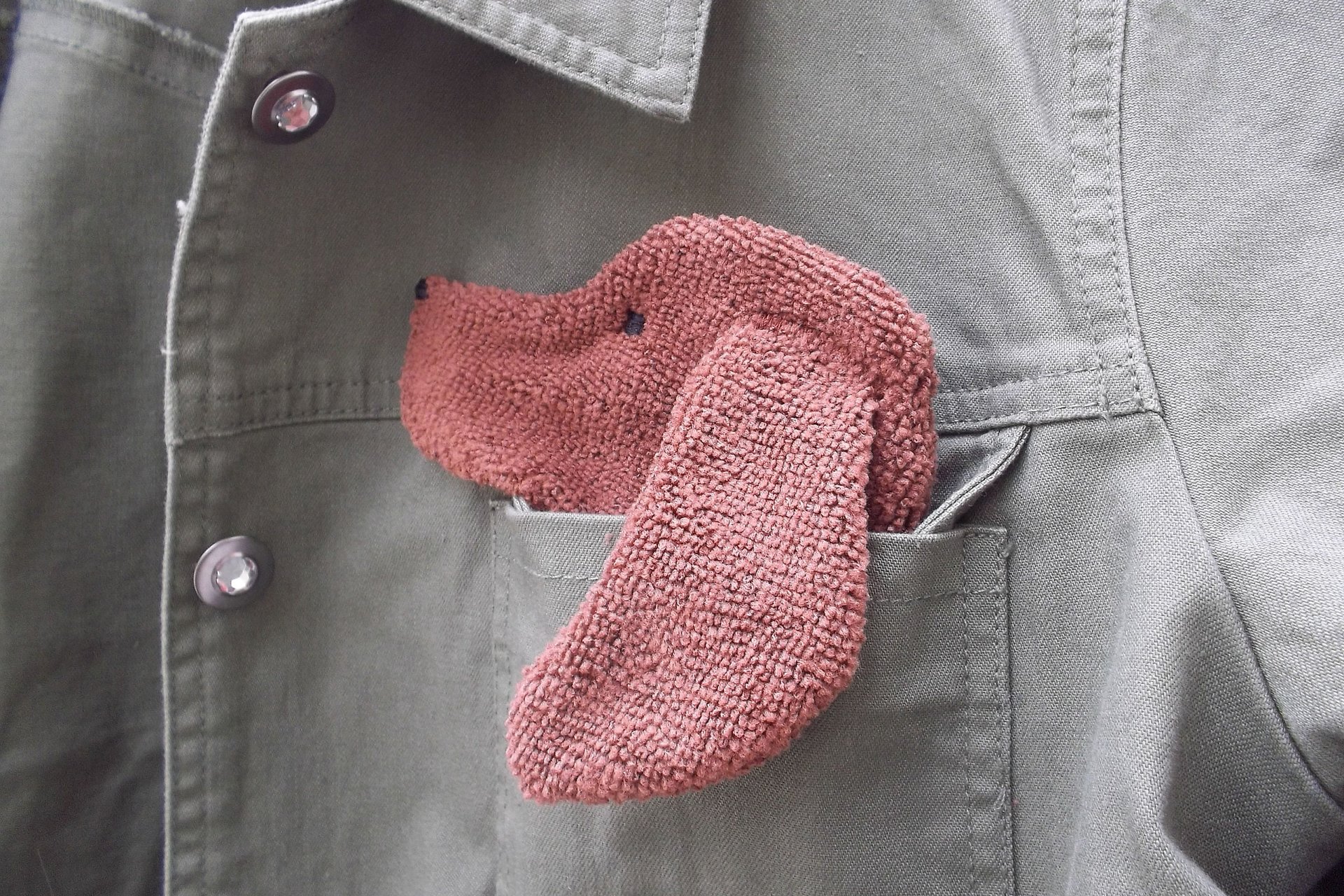 Smudge Dog peeking out of a pocket of a jean jacket.