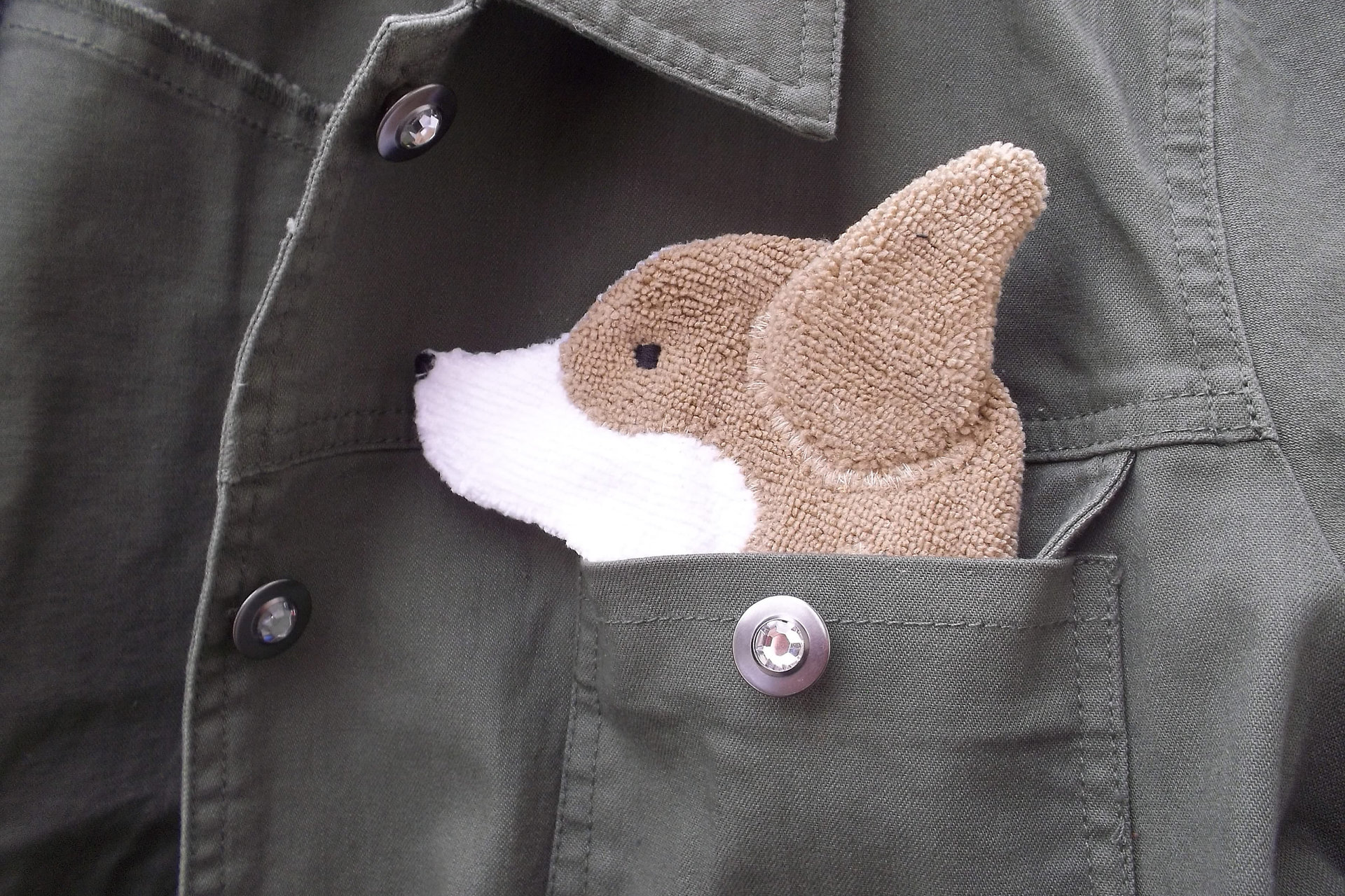 Smudge Dog peeking out of a pocket of a jean jacket.