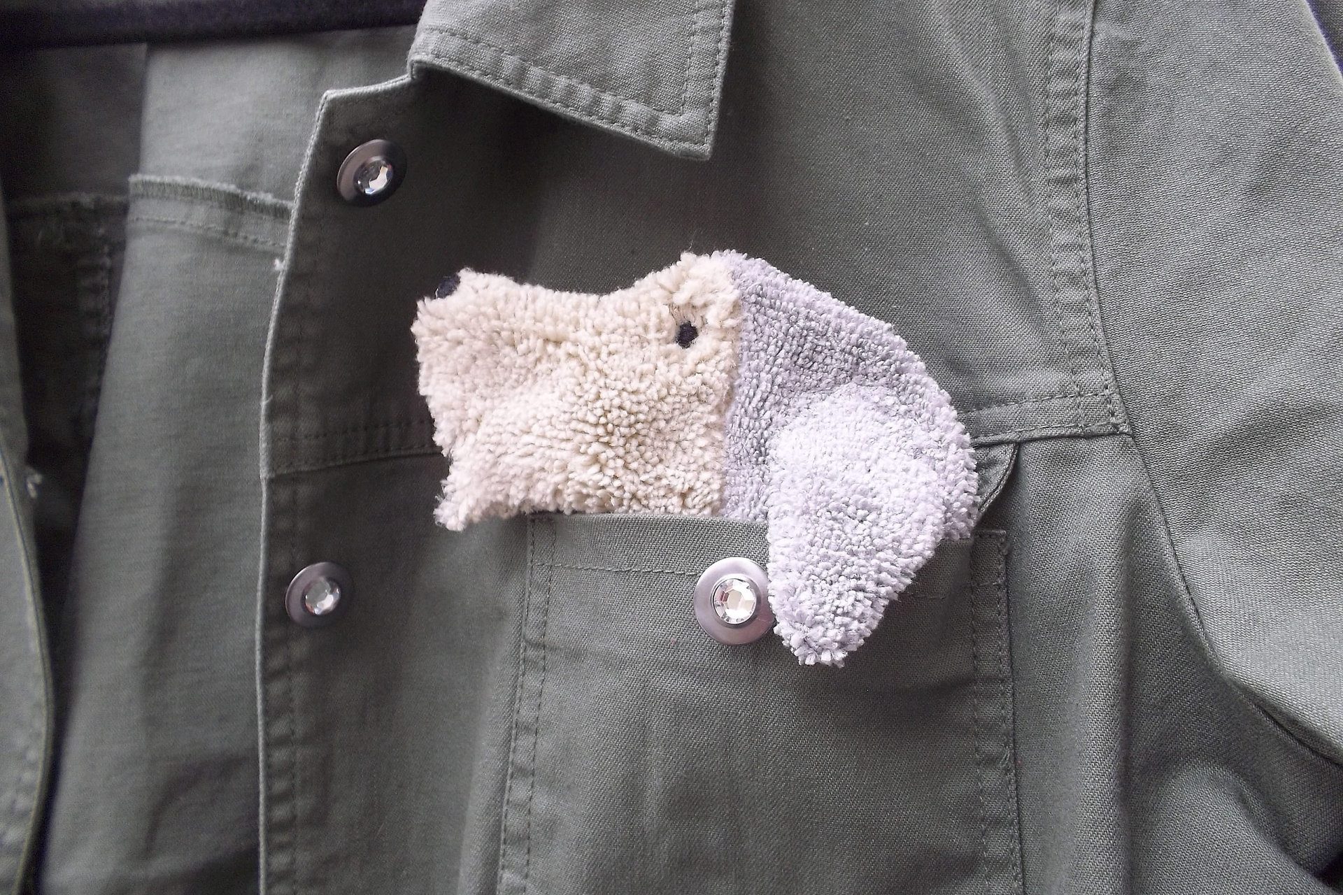 Smudge Dog peeking out of a pocket of a jean jacket.