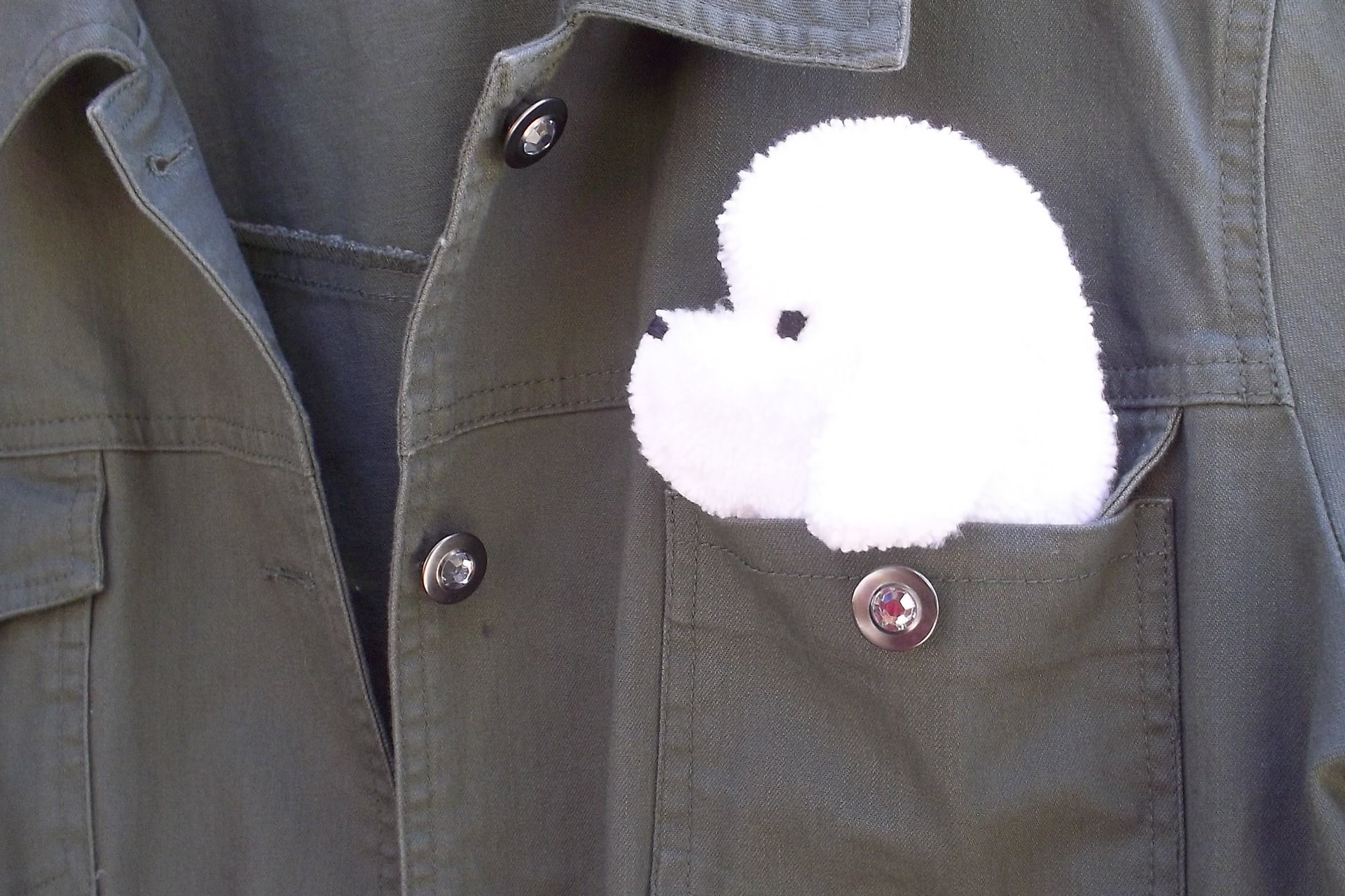 Smudge Dog shown peeking out of a jean jacket.