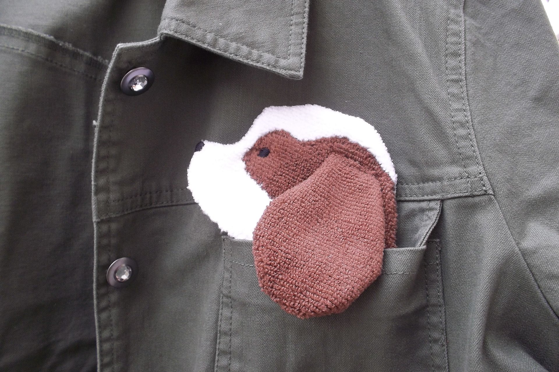 Smudge Dog peeking out of jean jacket pocket