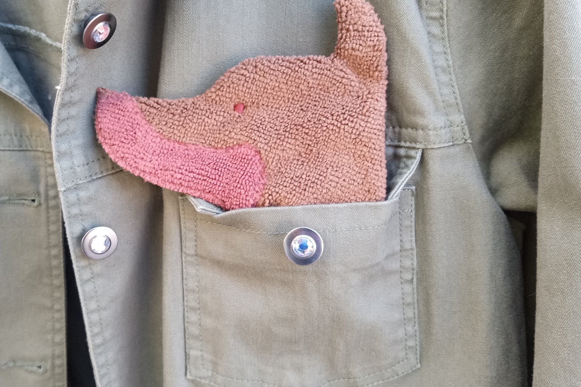 Smudge Dog peeking out of the pocket of a jean jacket.