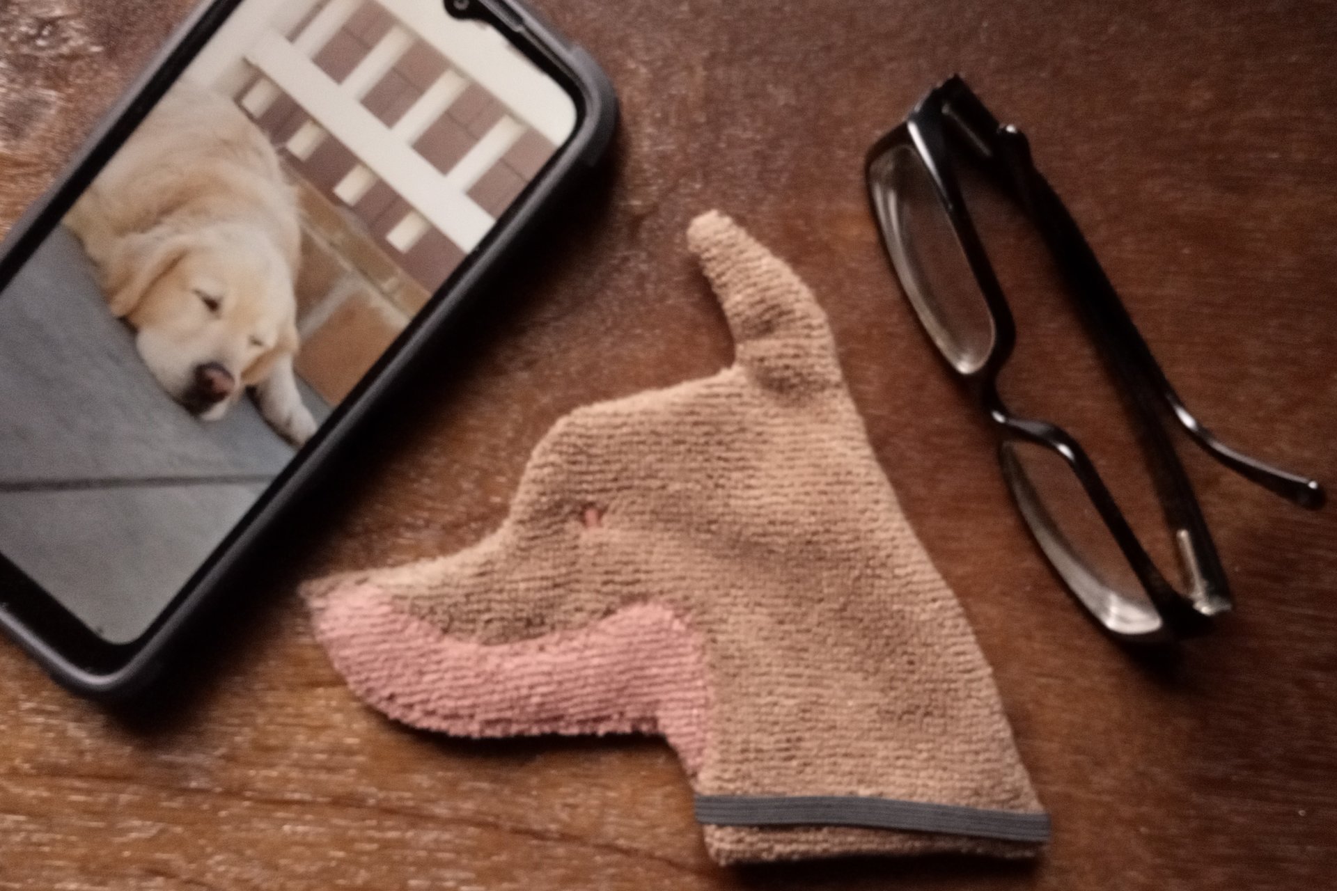 Smudge Dog with smart phone and glasses.