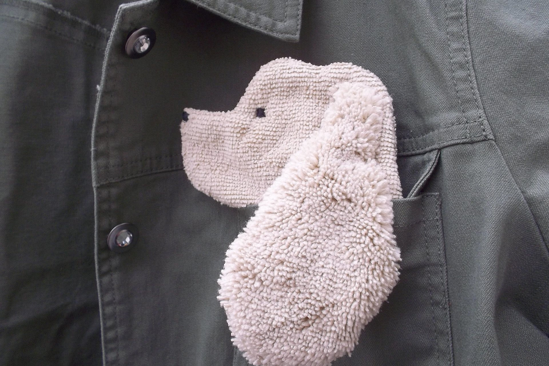 Smudge Dog peeking out of jean jacket pocket