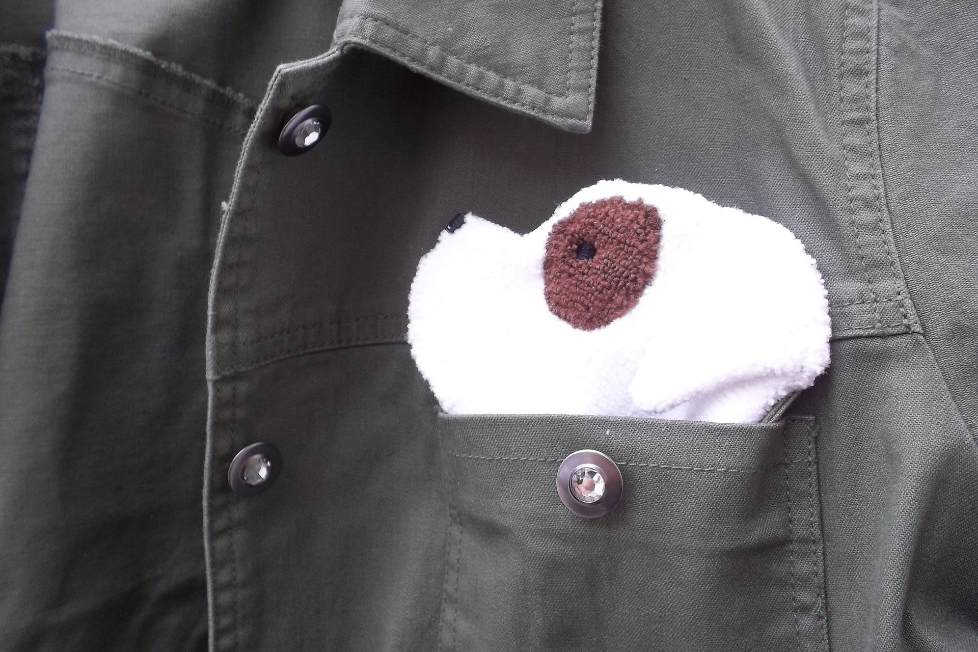 Smudge dog peeking out of the pocket of a jean jacket